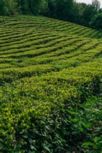 L'histoire du thé matcha : de la Chine au Japon à 2026 8 pexels roman odintsov 8528387