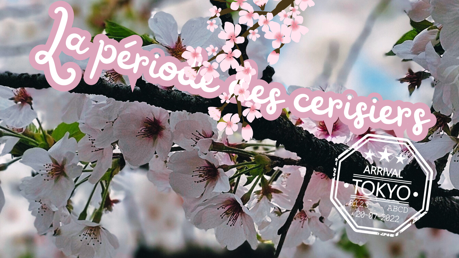 Les cerisiers au Japon : mon expérience 7 Les cerisiers au Japon : mon expérience