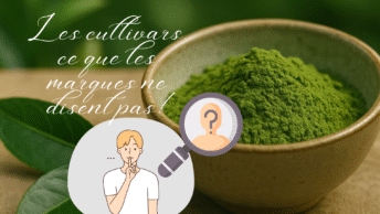 cultivars matcha