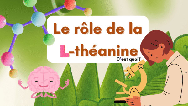 L-théanine c'est quoi : pourquoi on en trouve dans le matcha 6 La L-théanine c'est quoi et matcha