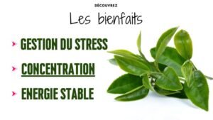 Pourquoi le matcha aide à se concentrer ? L-théanine bienfaits 8 l theanine bienfaits
