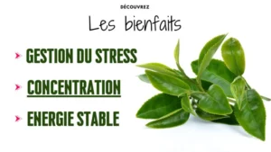 l theanine bienfaits