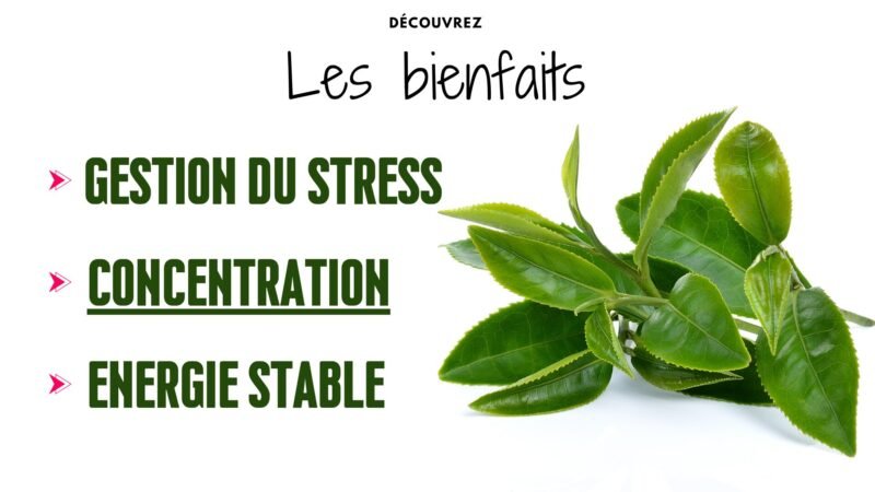 Pourquoi le matcha aide à se concentrer ? L-théanine bienfaits 1 Pourquoi le matcha aide à se concentrer ? L-théanine bienfaits
