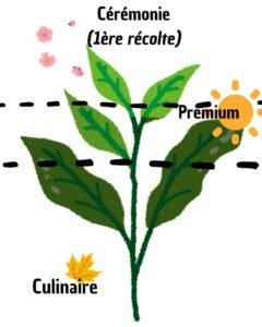 Comment on reconnaît un matcha cérémonie d'un culinaire ? Les 3 grades du matcha expliqués 3 grades du matcha