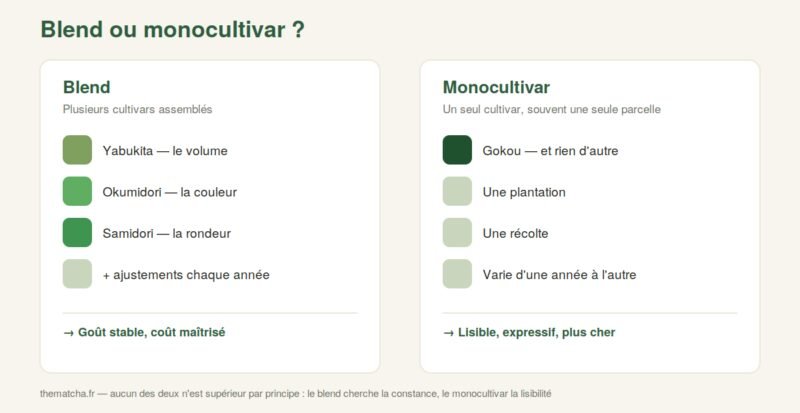 Schéma comparatif : matcha blend (plusieurs cultivars assemblés) contre matcha monocultivar