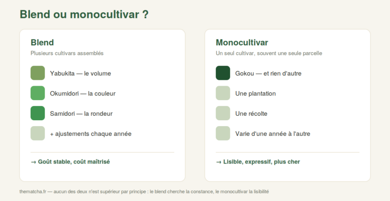 Schéma comparatif : matcha blend (plusieurs cultivars assemblés) contre matcha monocultivar