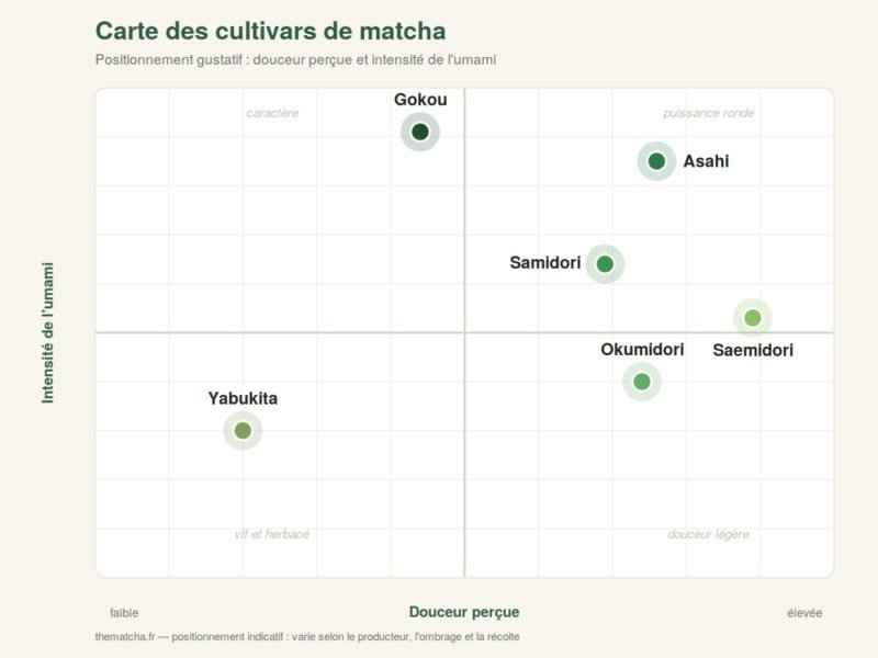 Carte de positionnement gustatif des cultivars de matcha : Yabukita, Okumidori, Samidori, Saemidori, Gokou, Asahi