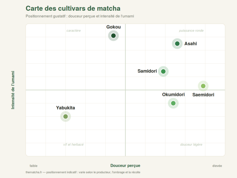 Carte de positionnement gustatif des cultivars de matcha : Yabukita, Okumidori, Samidori, Saemidori, Gokou, Asahi