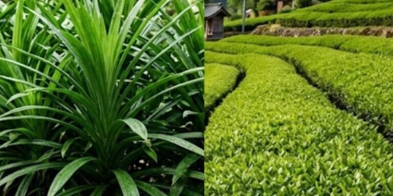Pandan vs matcha : quelles différences et lequel choisir ? 1 pandan vs matcha