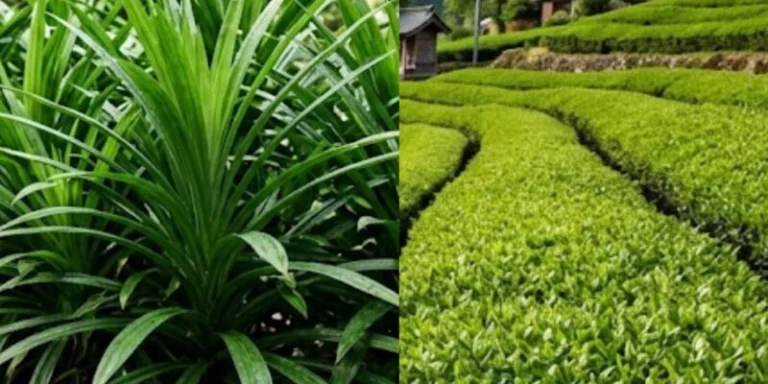 Pandan vs matcha : quelles différences et lequel choisir ? 1 pandan vs matcha