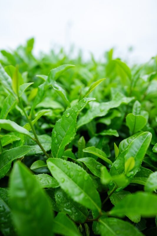 matcha vert vif feuille