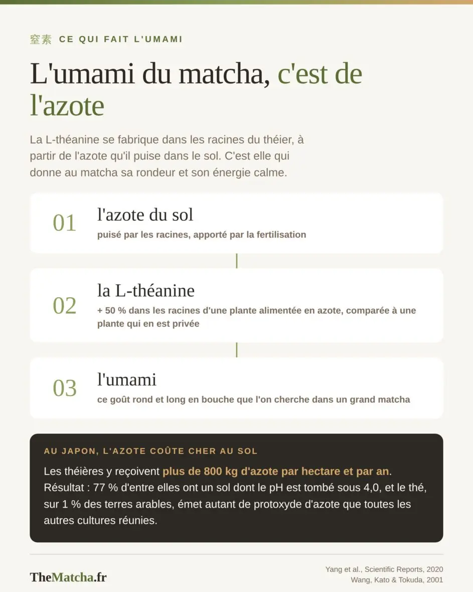Le lien entre azote, théanine et umami dans le matcha
