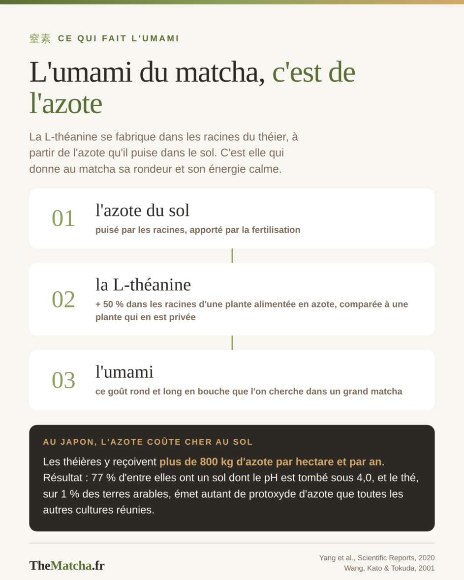 De 800 kg d'azote par hectare et par an à une hausse de 50 % de la théanine, puis à l'umami du matcha