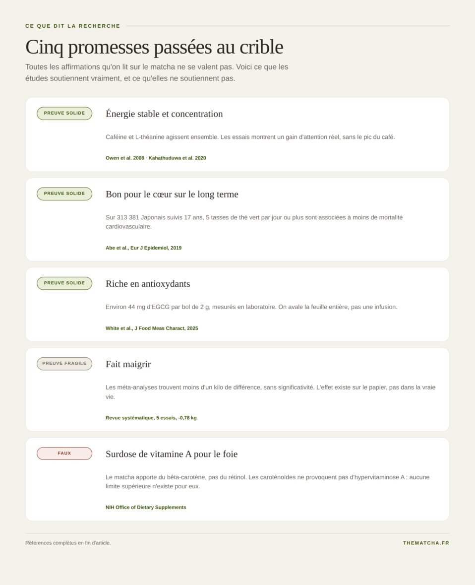 Cinq affirmations sur le matcha classées par niveau de preuve : preuve solide, preuve fragile, faux