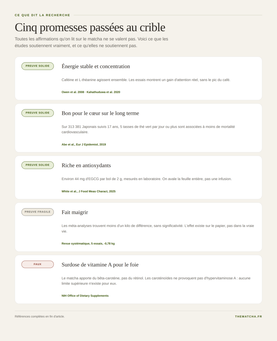 Cinq affirmations sur le matcha classées par niveau de preuve : preuve solide, preuve fragile, faux
