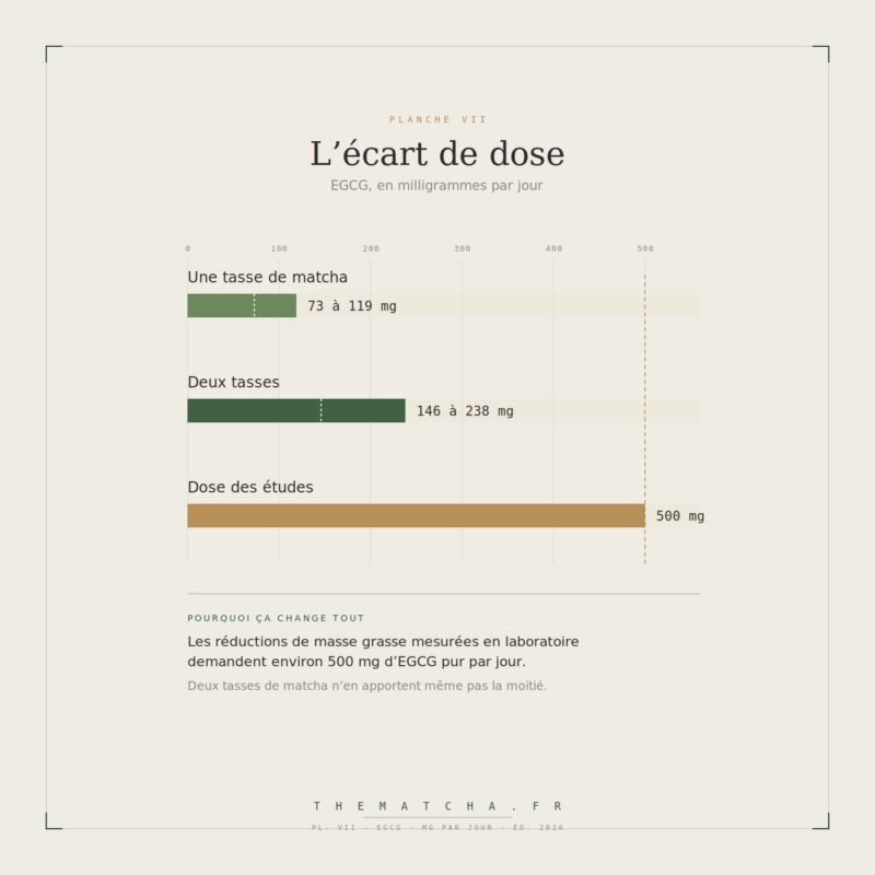 Écart de dose en EGCG : 73 à 119 mg pour une tasse de matcha, 146 à 238 mg pour deux tasses, contre 500 mg par jour dans les études montrant une réduction de masse grasse