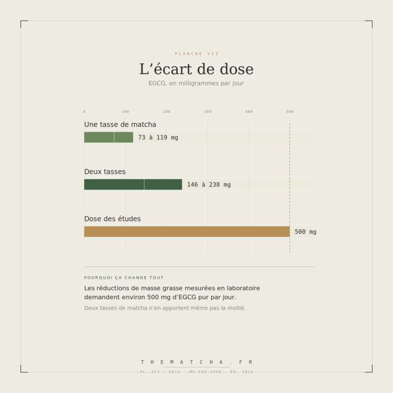 Écart de dose en EGCG : 73 à 119 mg pour une tasse de matcha, 146 à 238 mg pour deux tasses, contre 500 mg par jour dans les études montrant une réduction de masse grasse