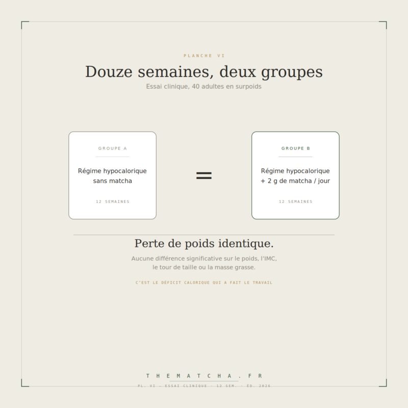 Essai clinique de 12 semaines sur 40 adultes : le groupe au régime seul et le groupe au régime plus 2 g de matcha par jour perdent exactement autant de poids