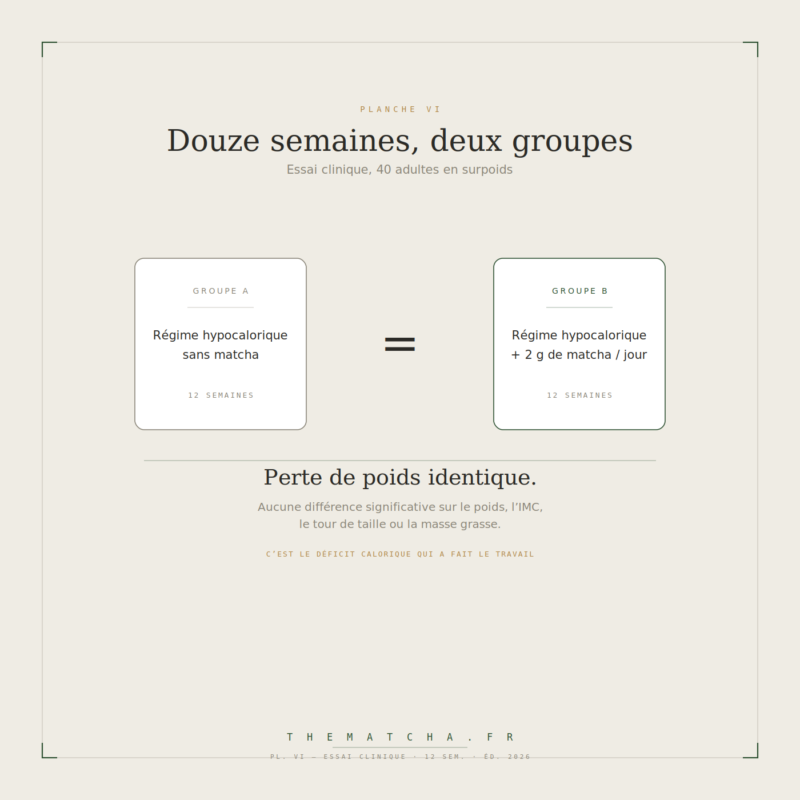 Essai clinique de 12 semaines sur 40 adultes : le groupe au régime seul et le groupe au régime plus 2 g de matcha par jour perdent exactement autant de poids