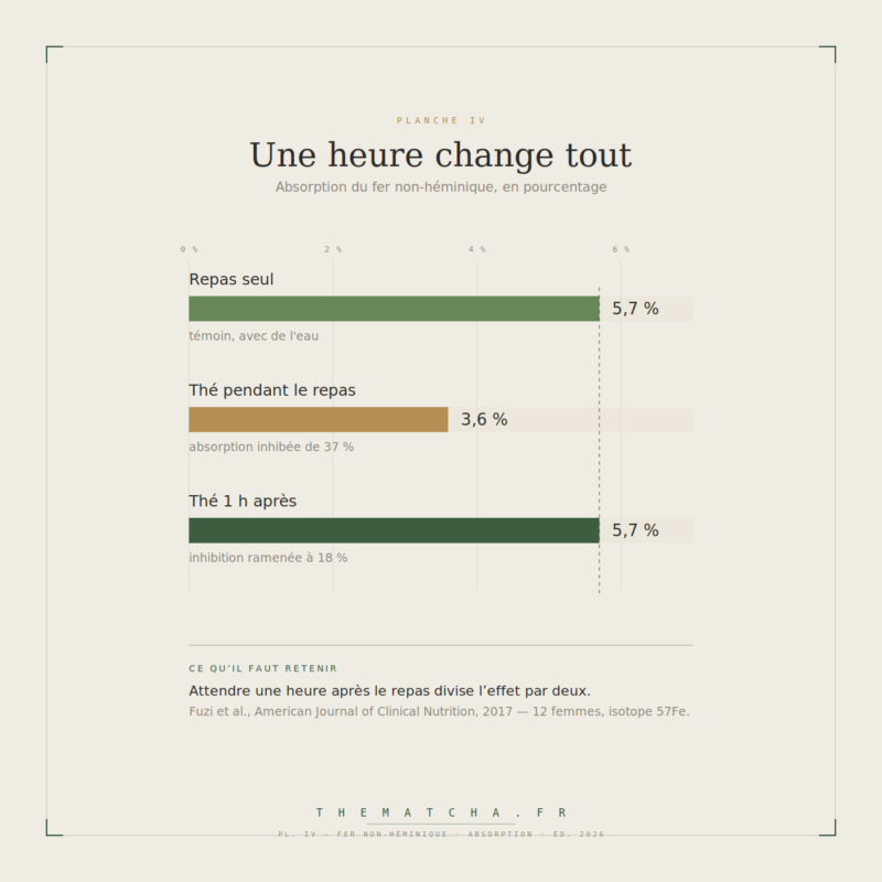 Absorption du fer non-héminique : 5,7 % avec de l'eau, 3,6 % avec du thé pendant le repas, 5,7 % avec du thé bu une heure après