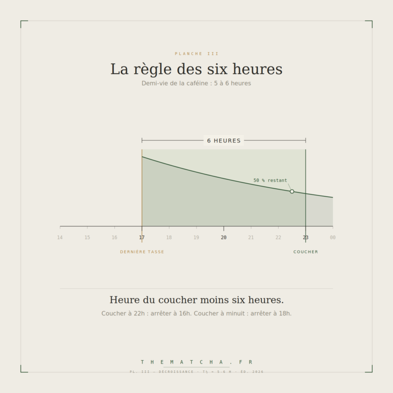 Courbe de décroissance de la caféine : une tasse bue à 17 h laisse encore 50 % de sa caféine active à 23 h, heure du coucher
